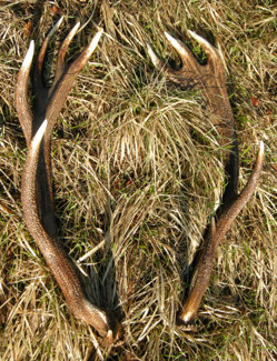 PASSIONE PER IL CERVO